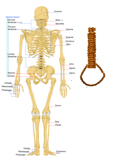 270px-Human_skeleton_back_en.svg - 複製.png